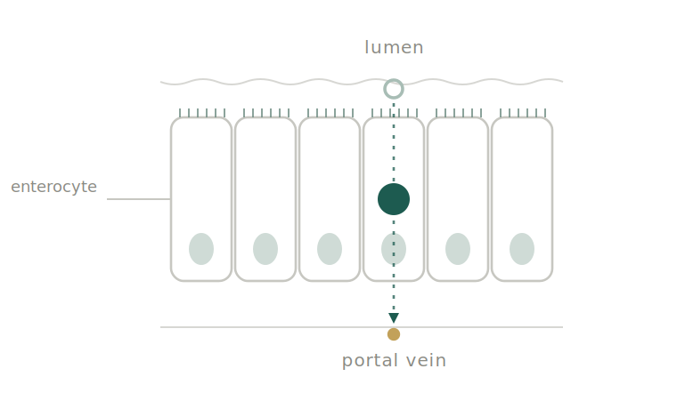 The particle crossing an enterocyte from the gut lumen into the portal vein.